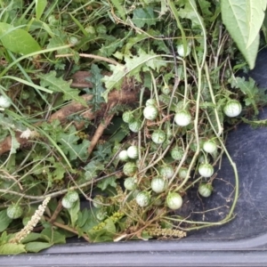 Solanum prinophyllum at Towamba, NSW - 2 Jun 2017