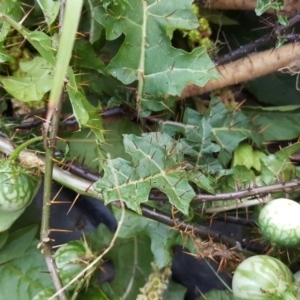 Solanum prinophyllum at Towamba, NSW - 2 Jun 2017