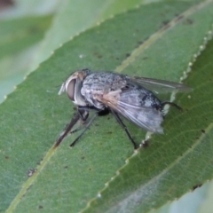 Tachinidae (family) (Unidentified Bristle fly) at Point Hut to Tharwa - 29 Jan 2017 by michaelb