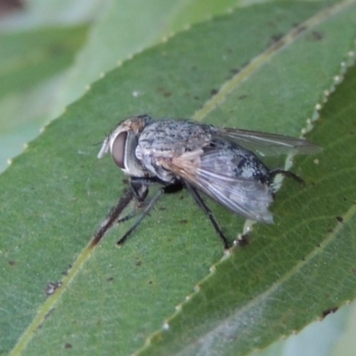 Tachinidae (family) (Unidentified Bristle fly) at Paddys River, ACT - 29 Jan 2017 by MichaelBedingfield