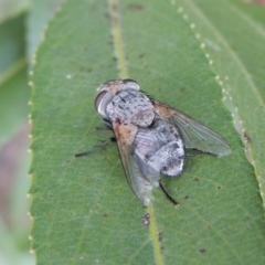 Tachinidae (family) at Paddys River, ACT - 29 Jan 2017