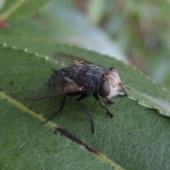 Tachinidae (family) at Paddys River, ACT - 29 Jan 2017