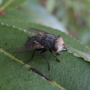 Tachinidae (family) at Paddys River, ACT - 29 Jan 2017