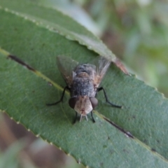 Tachinidae (family) at Paddys River, ACT - 29 Jan 2017