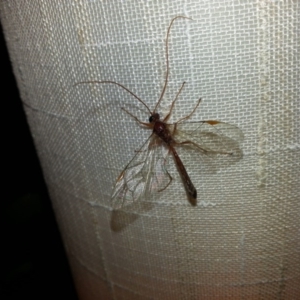 Netelia sp. (genus) at Kambah, ACT - 18 Jun 2017 07:44 PM