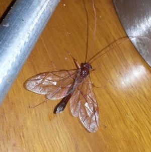 Netelia sp. (genus) at Kambah, ACT - 18 Jun 2017