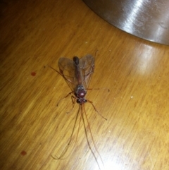 Netelia sp. (genus) at Kambah, ACT - 18 Jun 2017 07:44 PM