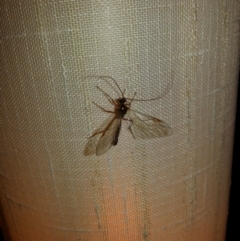 Netelia sp. (genus) at Kambah, ACT - 18 Jun 2017 07:44 PM