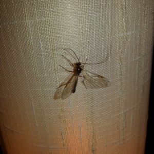 Netelia sp. (genus) at Kambah, ACT - 18 Jun 2017