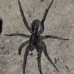 Tasmanicosa godeffroyi at Tharwa, ACT - 30 Jan 2017 09:16 PM