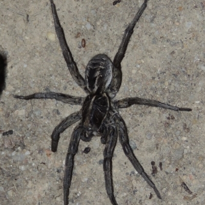 Tasmanicosa godeffroyi (Garden Wolf Spider) at Point Hut to Tharwa - 30 Jan 2017 by michaelb