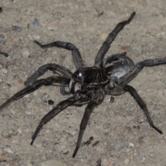 Tasmanicosa godeffroyi at Tharwa, ACT - 30 Jan 2017 09:16 PM