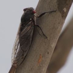 Psaltoda moerens (Redeye cicada) at Paddys River, ACT - 15 Jan 2017 by michaelb
