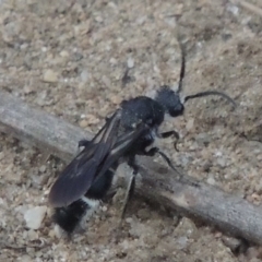 Mutillidae (family) (Unidentified Mutillid wasp or velvet ant) at Point Hut to Tharwa - 30 Jan 2017 by michaelb