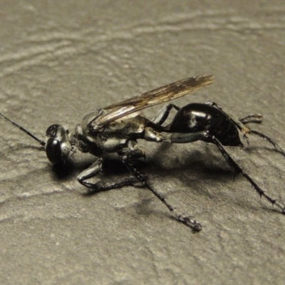 Sphex sp. (genus) (Unidentified Sphex digger wasp) at Point Hut to Tharwa - 15 Mar 2017 by michaelb