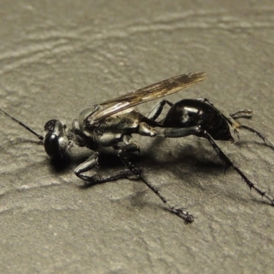 Sphex sp. (genus) (Unidentified Sphex digger wasp) at Paddys River, ACT - 15 Mar 2017 by michaelb