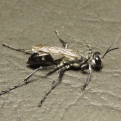 Sphex sp. (genus) at Paddys River, ACT - 15 Mar 2017