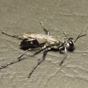 Sphex sp. (genus) at Paddys River, ACT - 15 Mar 2017 10:48 PM