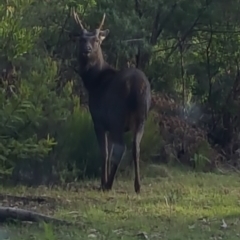 Cervus unicolor (Sambar Deer) at Yambulla State Forest - 12 Jun 2017 by DebLewis