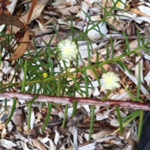 Acacia genistifolia at Hughes, ACT - 18 Jun 2017