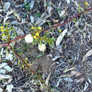 Acacia genistifolia at Hughes, ACT - 18 Jun 2017