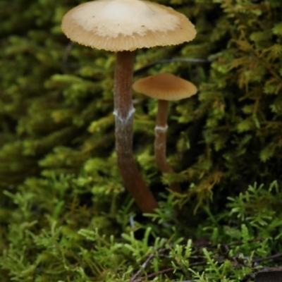 Galerina sp. at Namadgi National Park - 16 Jun 2017 by Jek