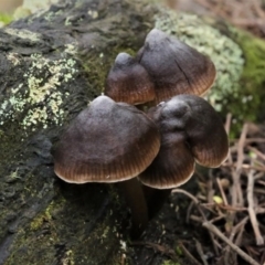 Mycena sp. (Mycena) at Cotter River, ACT - 16 Jun 2017 by Jek