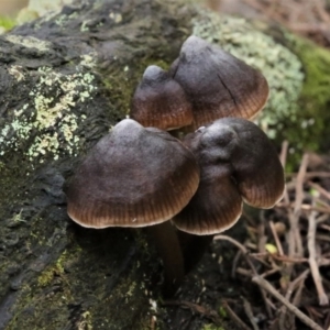 Mycena sp. at Cotter River, ACT - 16 Jun 2017