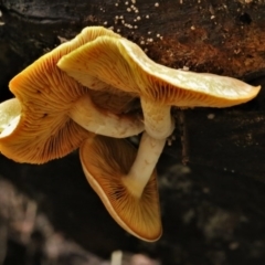 Gymnopilus sp. (Gymnopilus) at Namadgi National Park - 16 Jun 2017 by Jek