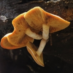 Gymnopilus sp. at Cotter River, ACT - 16 Jun 2017