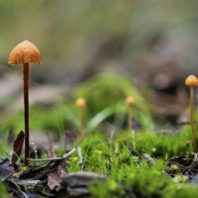 Galerina sp. at Namadgi National Park - 16 Jun 2017 by Jek