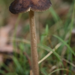 Oudemansiella gigaspora group (Rooting Shank) at Namadgi National Park - 16 Jun 2017 by Jek