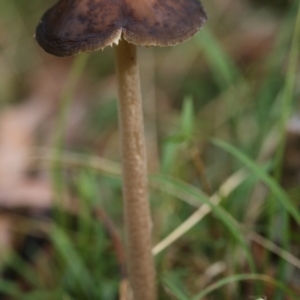 Oudemansiella gigaspora group at Cotter River, ACT - 16 Jun 2017