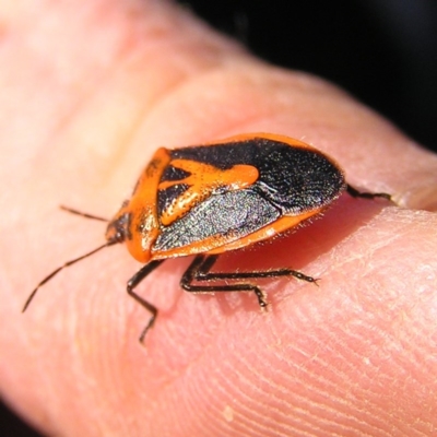 Agonoscelis rutila (Horehound bug) at Jerrabomberra Wetlands - 18 Jun 2017 by MatthewFrawley