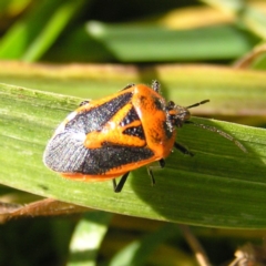 Agonoscelis rutila at Fyshwick, ACT - 18 Jun 2017