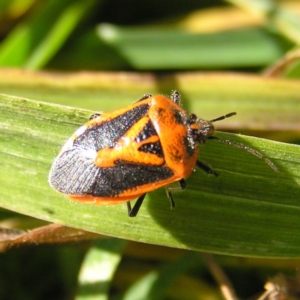 Agonoscelis rutila at Fyshwick, ACT - 18 Jun 2017 11:43 AM