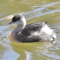 Poliocephalus poliocephalus (Hoary-headed Grebe) at Jerrabomberra Wetlands - 13 Jun 2017 by JohnBundock