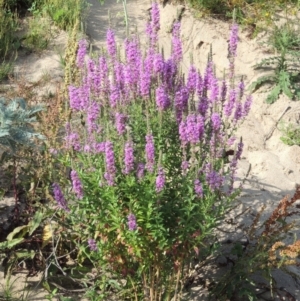 Lythrum salicaria at Paddys River, ACT - 4 Jan 2017 06:49 PM