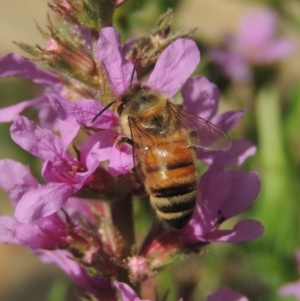 Apis mellifera at Paddys River, ACT - 4 Jan 2017 06:51 PM