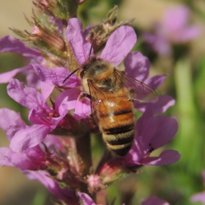 Apis mellifera (European honey bee) at Gigerline Nature Reserve - 4 Jan 2017 by michaelb