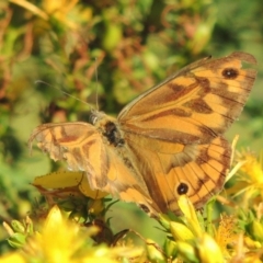 Heteronympha merope (Common Brown Butterfly) at Gigerline Nature Reserve - 4 Jan 2017 by michaelb