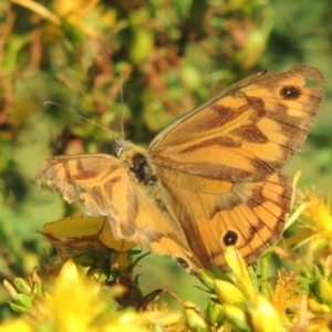 Heteronympha merope at Tennent, ACT - 4 Jan 2017