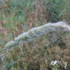 Polypogon monspeliensis (Annual Beard Grass) at Tennent, ACT - 4 Jan 2017 by michaelb