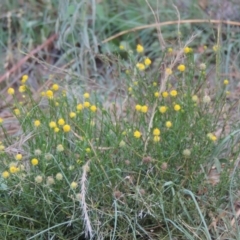 Calotis lappulacea (Yellow Burr Daisy) at Gigerline Nature Reserve - 4 Jan 2017 by michaelb