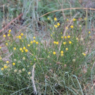 Calotis lappulacea (Yellow Burr Daisy) at Tennent, ACT - 4 Jan 2017 by MichaelBedingfield