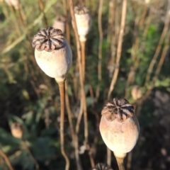 Papaver somniferum (Opium Poppy) at Tennent, ACT - 4 Jan 2017 by michaelb