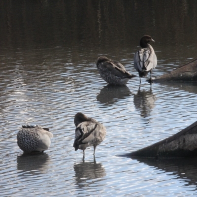 Chenonetta jubata (Australian Wood Duck) at O'Connor, ACT - 19 Jun 2011 by ibaird