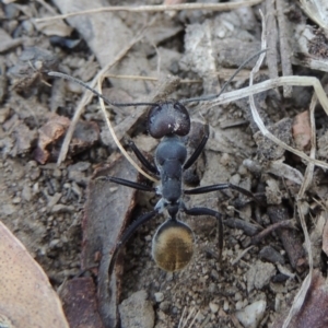 Camponotus suffusus at Paddys River, ACT - 4 Jan 2017