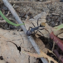 Camponotus suffusus at Paddys River, ACT - 4 Jan 2017 06:32 PM