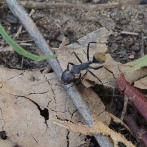 Camponotus suffusus at Paddys River, ACT - 4 Jan 2017